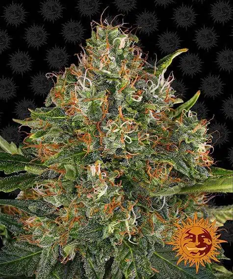 BARNEY'S FARM - G13 HAZE STRAIN - REG PHOTO - 10 PACK