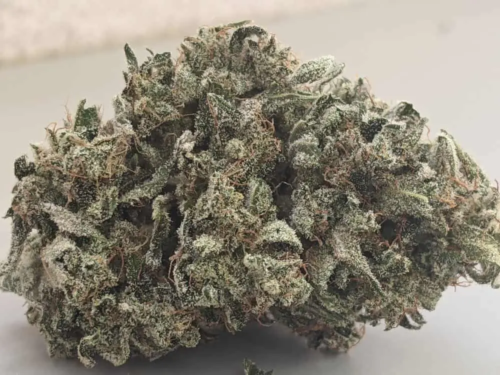 TWENTY20 MENDOCINO – MUCHACHA (FORMERLY GLUE SNIFFER) STRAIN –  AUTO FEM