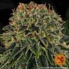 BARNEY'S FARM - SKYWALKER OG STRAIN - AUTO FEM - Image 6