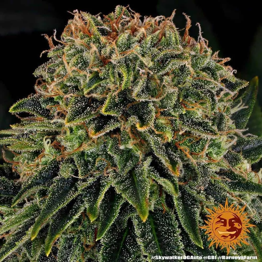 Skywalker OG Auto