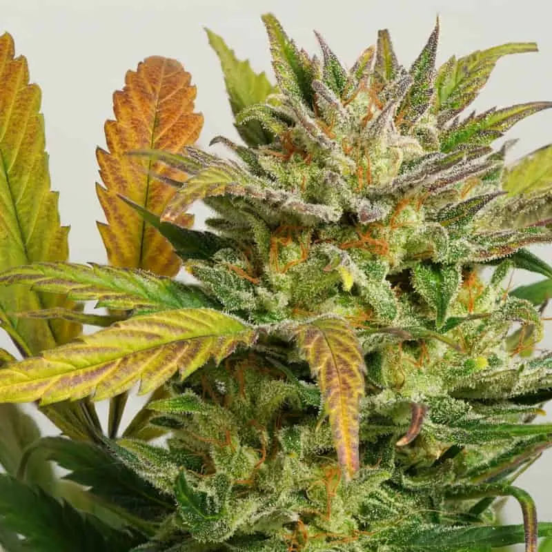 Mokum’s Tulip Auto