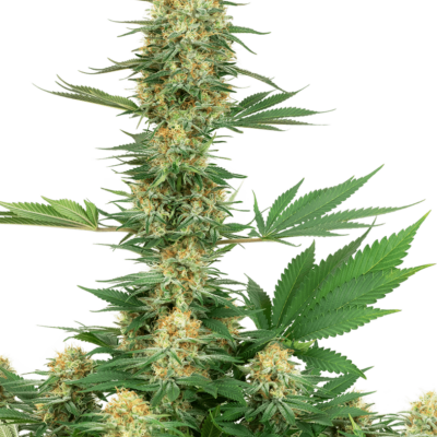 Image of a cannabis plant