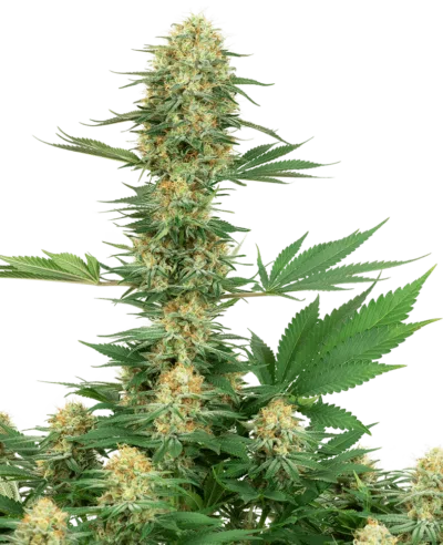Image of a cannabis plant