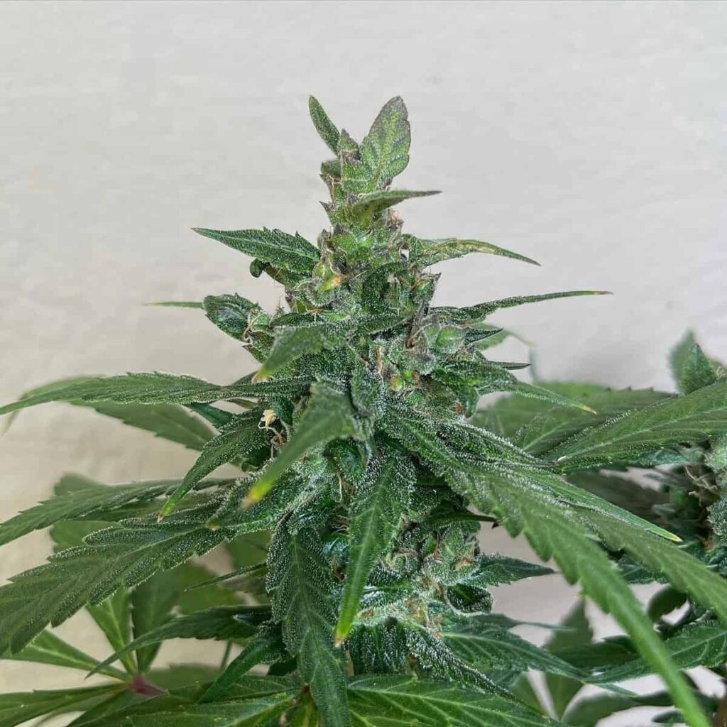 GNOME AUTOMATICS – ACE OF SPADES - AUTO FEM