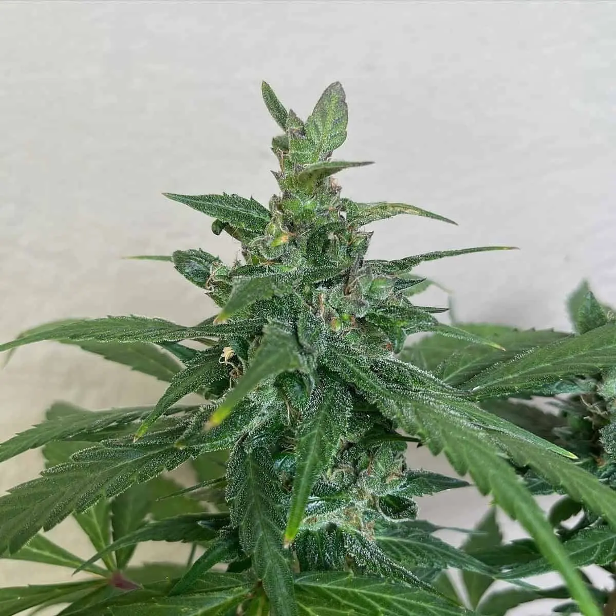 GNOME AUTOMATICS – ACE OF SPADES - AUTO FEM