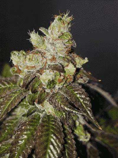 Island Punch | Cali Connection | FEM Photoperiod Seeds