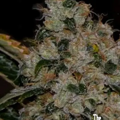 Chem 91 SK VA | Cali Connection | FEM Photoperiod Seeds