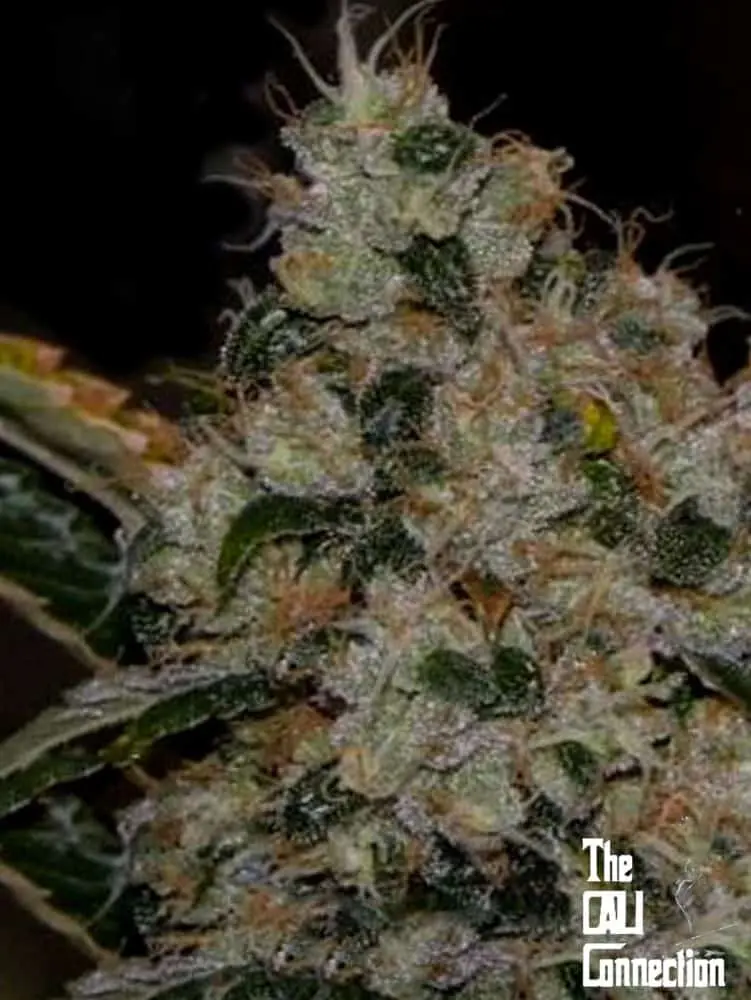 Chem 91 SK VA | Cali Connection | FEM Photoperiod Seeds