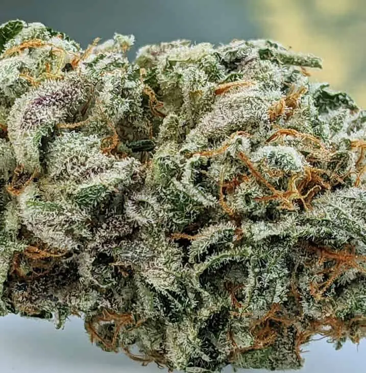 TWENTY20 MENDOCINO – THE SPICE! STRAIN – FEM PHOTO