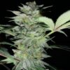 JINXPROOF GENETICS - OH SNAP STRAIN - REG PHOTO - 12 PACK - Image 4