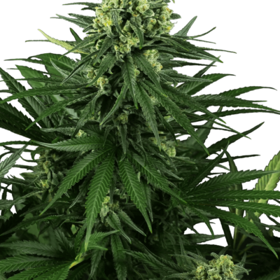 Image of a cannabis plant