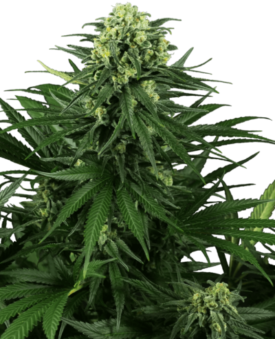 Image of a cannabis plant