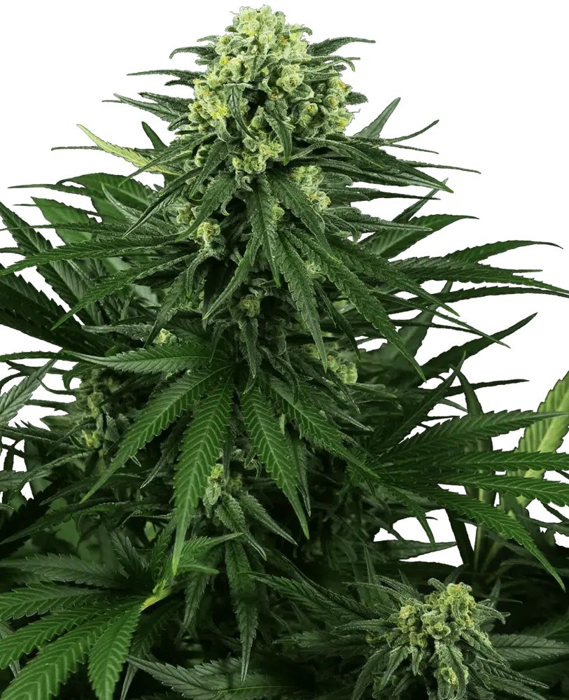 Image of a cannabis plant