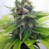 SEEDSMAN - LEMONCHELLO HAZE STRAIN - FEM PHOTO - Image 2