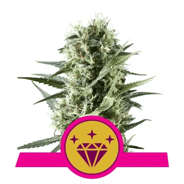 ROYAL QUEEN SEEDS - SPECIAL KUSH #1 STRAIN - FEM PHOTO