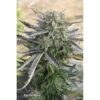 DUTCH PASSION - BLUE MAZAR - AUTO FEM - Image 3