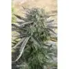9f8225 Mv2
