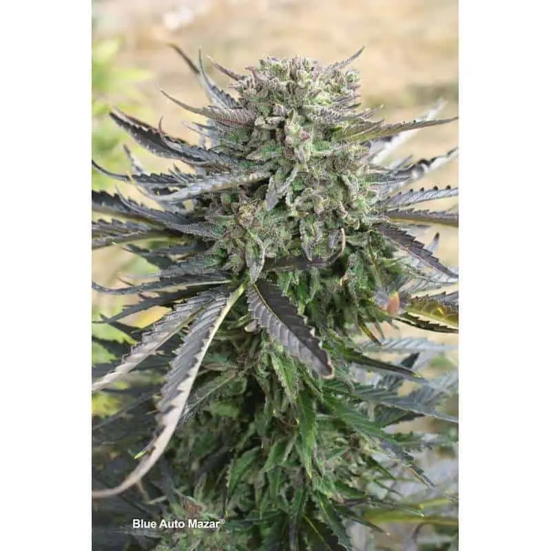 Blue Mazar Auto