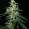 RONIN GARDEN - ROLLING THUNDER STRAIN - AUTO FEM - Image 2