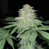 JINXPROOF GENETICS - OH SNAP STRAIN - REG PHOTO - 12 PACK - Image 6