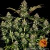 BARNEY'S FARM - TANGERINE DREAM STRAIN - AUTO FEM - Image 4