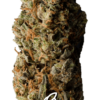 KAGYU - SPROUTWAYS - BIG SUR COLOMBIAN RED STRAIN - REG PHOTO - 10 PACK - Image 3