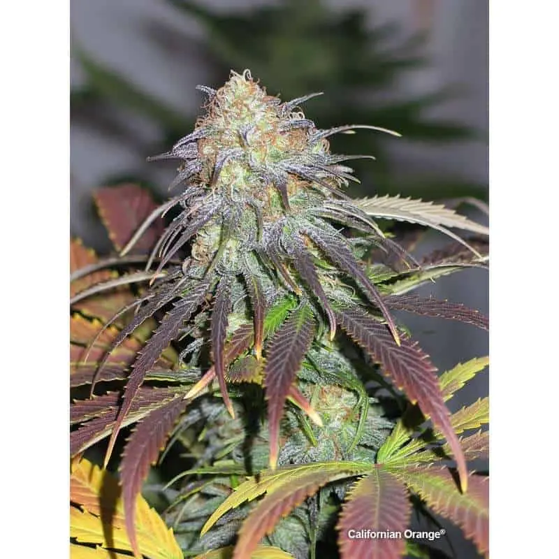Californian Orange