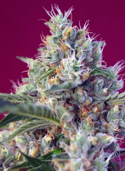 SWEET SEEDS - INDIGO BERRY KUSH STRAIN - FEM PHOTO