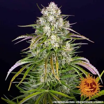 Wedding Cake Auto | Barney's Farm | FEM Autoflower Seeds