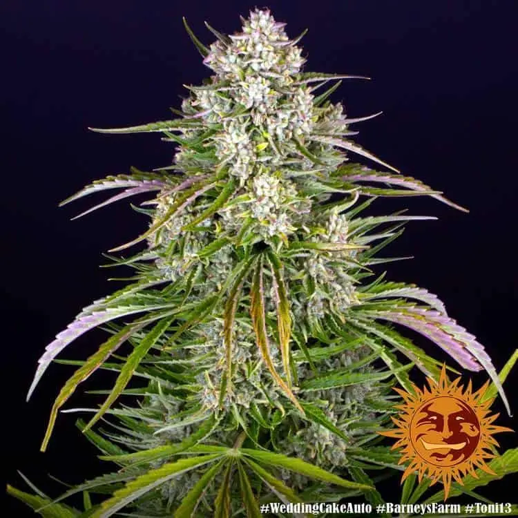 Wedding Cake Auto | Barney's Farm | FEM Autoflower Seeds