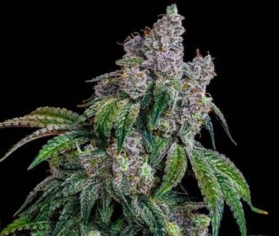 ETHOS GENETICS - SHAWTY R1 STRAIN - FEM PHOTO