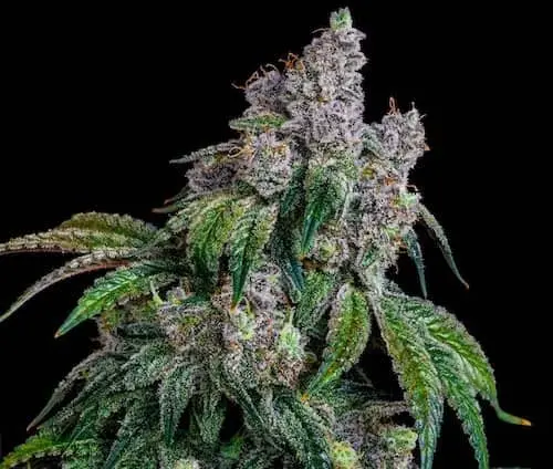 Shawty R1 | Ethos Genetics | FEM Photoperiod Seeds