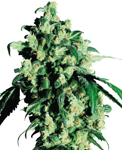 Image of a cannabis plant