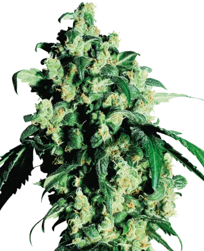 Image of a cannabis plant