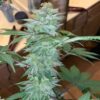 JINXPROOF GENETICS - OH SNAP STRAIN - REG PHOTO - 12 PACK - Image 3