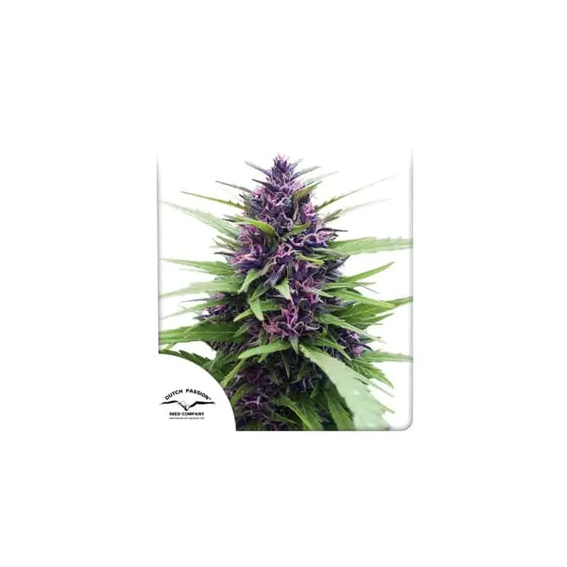 Shaman | Dutch Passion | FEM Photoperiod Seeds