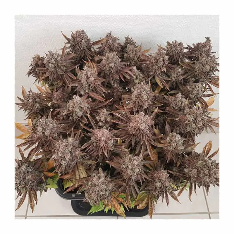 Critical Orange Punch