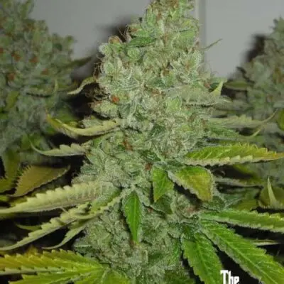 SFV OG Kush | Cali Connection | FEM Photoperiod Seeds