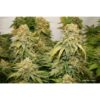 DUTCH PASSION - BANANA BLAZE - FEM PHOTO - Image 3