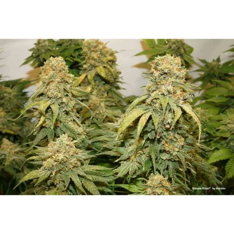 Banana Blaze