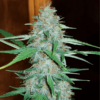 ROYAL QUEEN SEEDS - WHITE WIDOW STRAIN - FEM PHOTO - Image 2