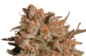 SEED STOCKERS - APOLLO BLACK CHERRY AUTO STRAIN - AUTO FEM