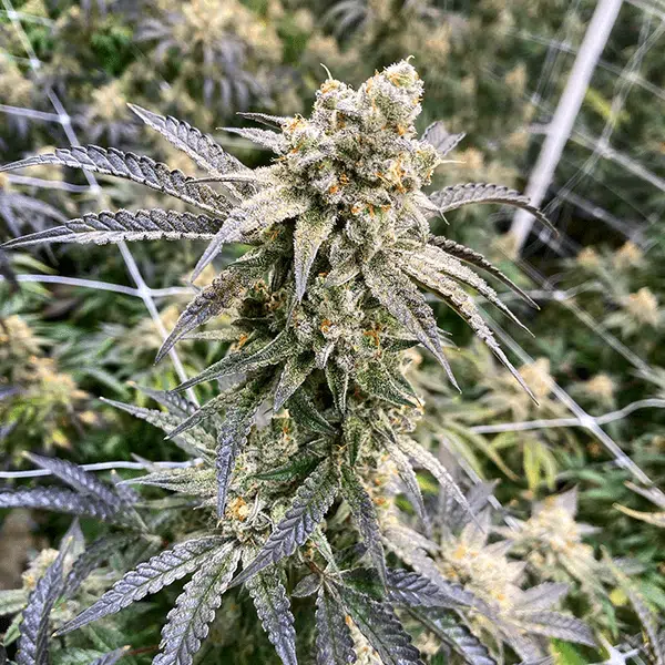 EXOTIC GENETIX - MONKEY BERRIES STRAIN - FEM PHOTO - 6 PACK