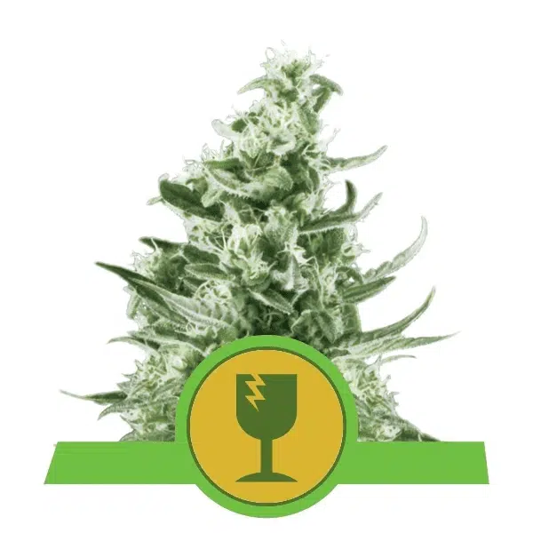 ROYAL QUEEN SEEDS - ROYAL CRITICAL AUTOMATIC STRAIN - AUTO FEM