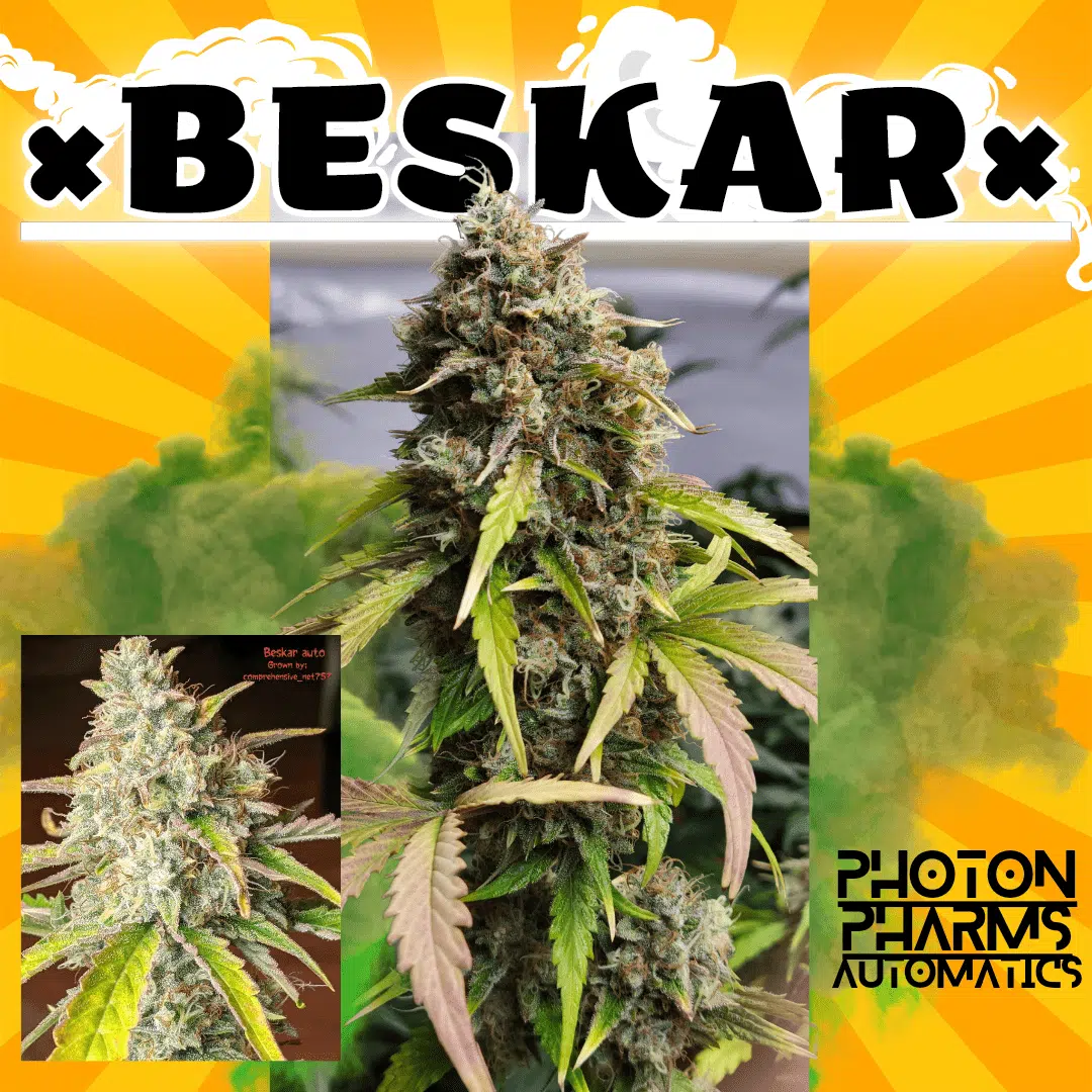 PHOTON PHARMS - BESKAR STRAIN - AUTO FEM