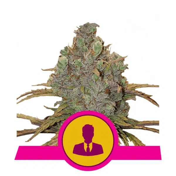 ROYAL QUEEN SEEDS - EL PATRON STRAIN - FEM PHOTO