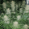 SEED STOCKERS -  SHERBET STRAIN - FEM PHOTO - Image 2