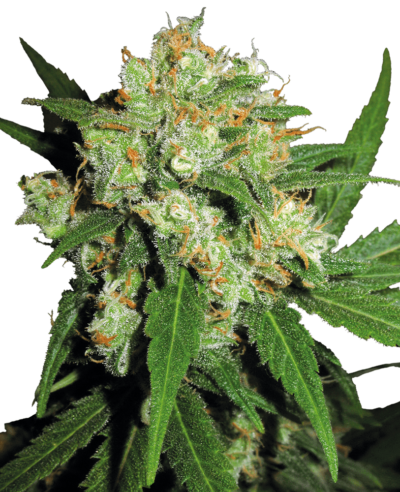 Cannabis image