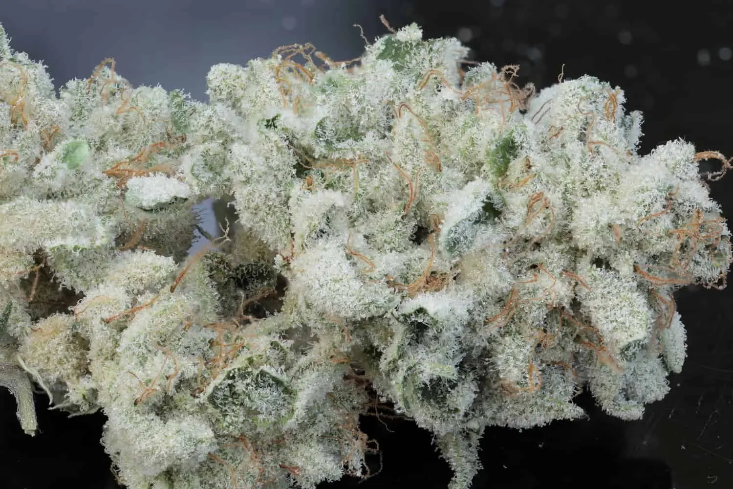 TWENTY20 MENDOCINO – BUBBAWHIP STRAIN – FEM PHOTO