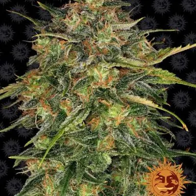 Cheese | Barney's Farm | FEM Photoperiod Seeds